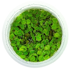 Salvinia minima 1-2-Grow